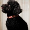 Passo - Miniature Poodle - Image 4