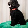Passo - Miniature Poodle - Image 3