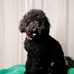 Passo - Miniature Poodle