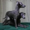 Italian Greyhound - Sisters - Image 2