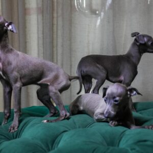 Italian Greyhound - Sisters