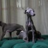 Italian Greyhound - Sisters - Image 5