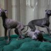 Italian Greyhound - Sisters - Image 4
