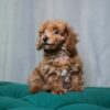 Nora - Toy Poodle - Image 2