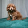 Nora - Toy Poodle - Image 3