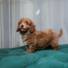 Nora - Toy Poodle - Image 4