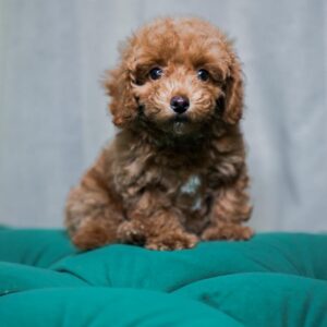 Nora - Toy Poodle