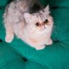 Mano - British Shorthair NY12 - Image 2