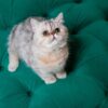 Mano - British Shorthair NY12 - Image 3