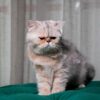 Mano - British Shorthair NY12 - Image 4