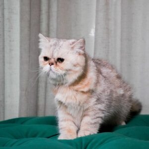 Mano - British Shorthair NY12