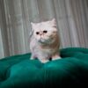 Mano - British Shorthair NY12 - Image 6