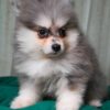Rocky - Pomsky