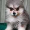 Rocky - Pomsky - Image 3