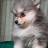 Rocky - Pomsky - Image 4