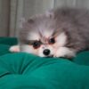 Rocky - Pomsky - Image 5