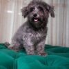 Pica - Maltipoo