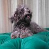 Pica - Maltipoo - Image 3