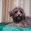 Pica - Maltipoo - Image 4