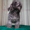 Pica - Maltipoo - Image 5