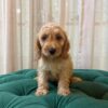 Sparta - Cockapoo
