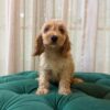 Sparta - Cockapoo - Image 3