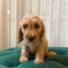 Sparta - Cockapoo - Image 4