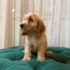 Sparta - Cockapoo - Image 5