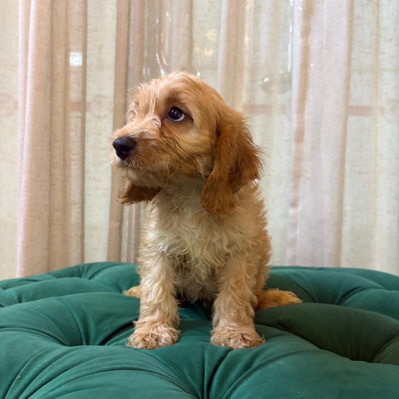 Sparta - Cockapoo - Image 5