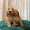 Zeus & Loki - Cockapoo - Image 2