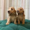 Zeus & Loki - Cockapoo - Image 3