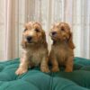 Zeus & Loki - Cockapoo - Image 4