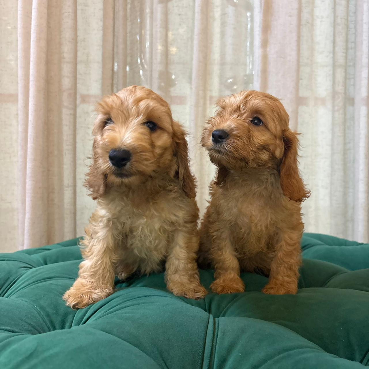 Zeus & Loki - Cockapoo - Image 4