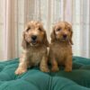 Zeus & Loki - Cockapoo