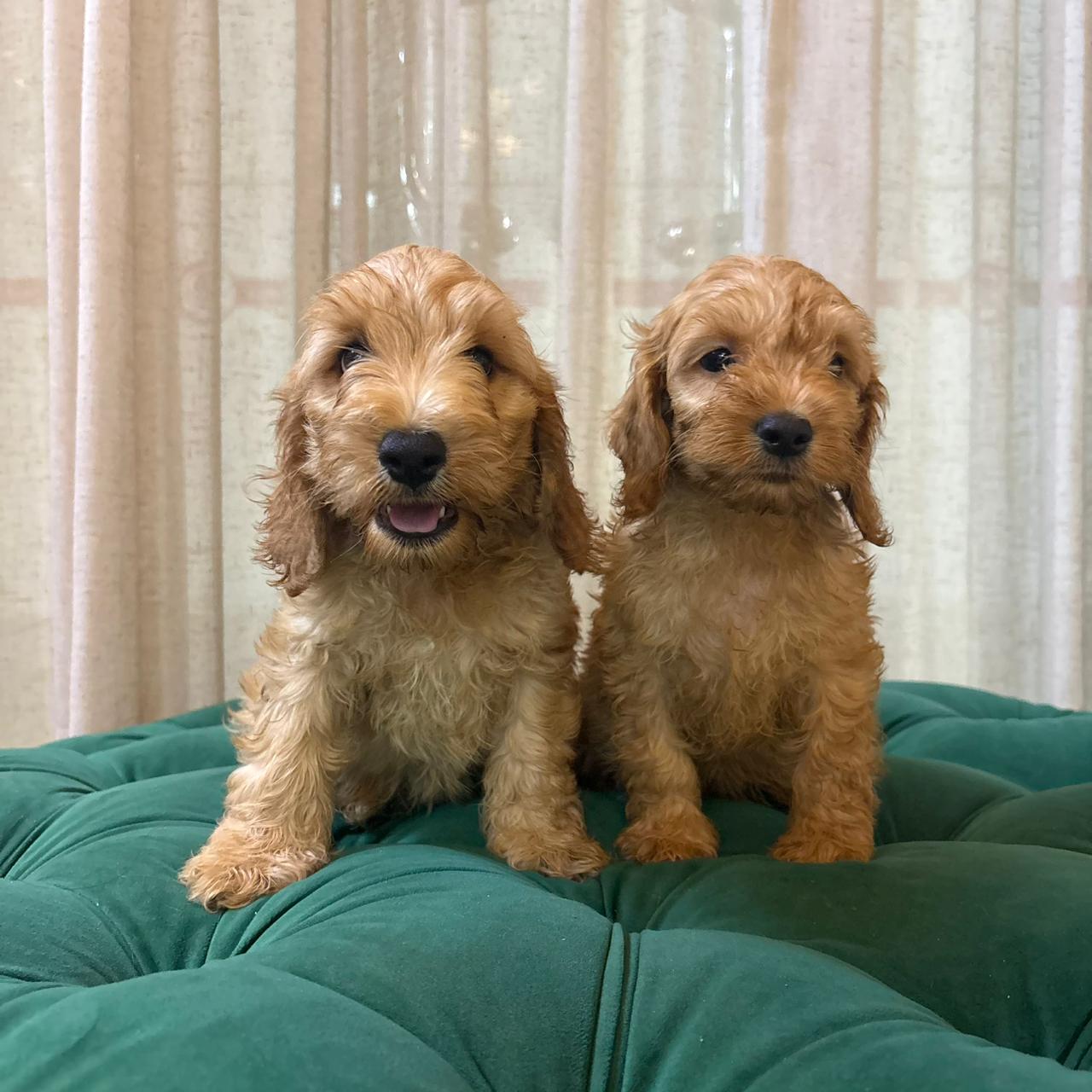 Zeus & Loki - Cockapoo