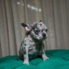 Tilly - French Bulldog