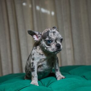 Tilly - French Bulldog