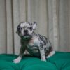 Tilly - French Bulldog - Image 3