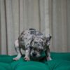 Tilly - French Bulldog - Image 5