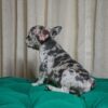 Tilly - French Bulldog - Image 4