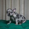 Tilly - French Bulldog - Image 6