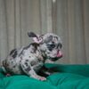 Tilly - French Bulldog - Image 7