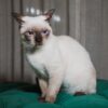 Edie - Siamese - Image 2