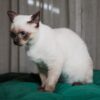 Edie - Siamese - Image 3