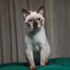 Edie - Siamese - Image 4