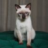 Edie - Siamese