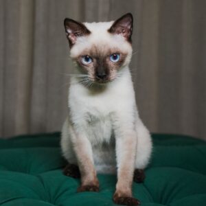Edie - Siamese