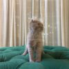 Virgo – Male American Curl - Image 2