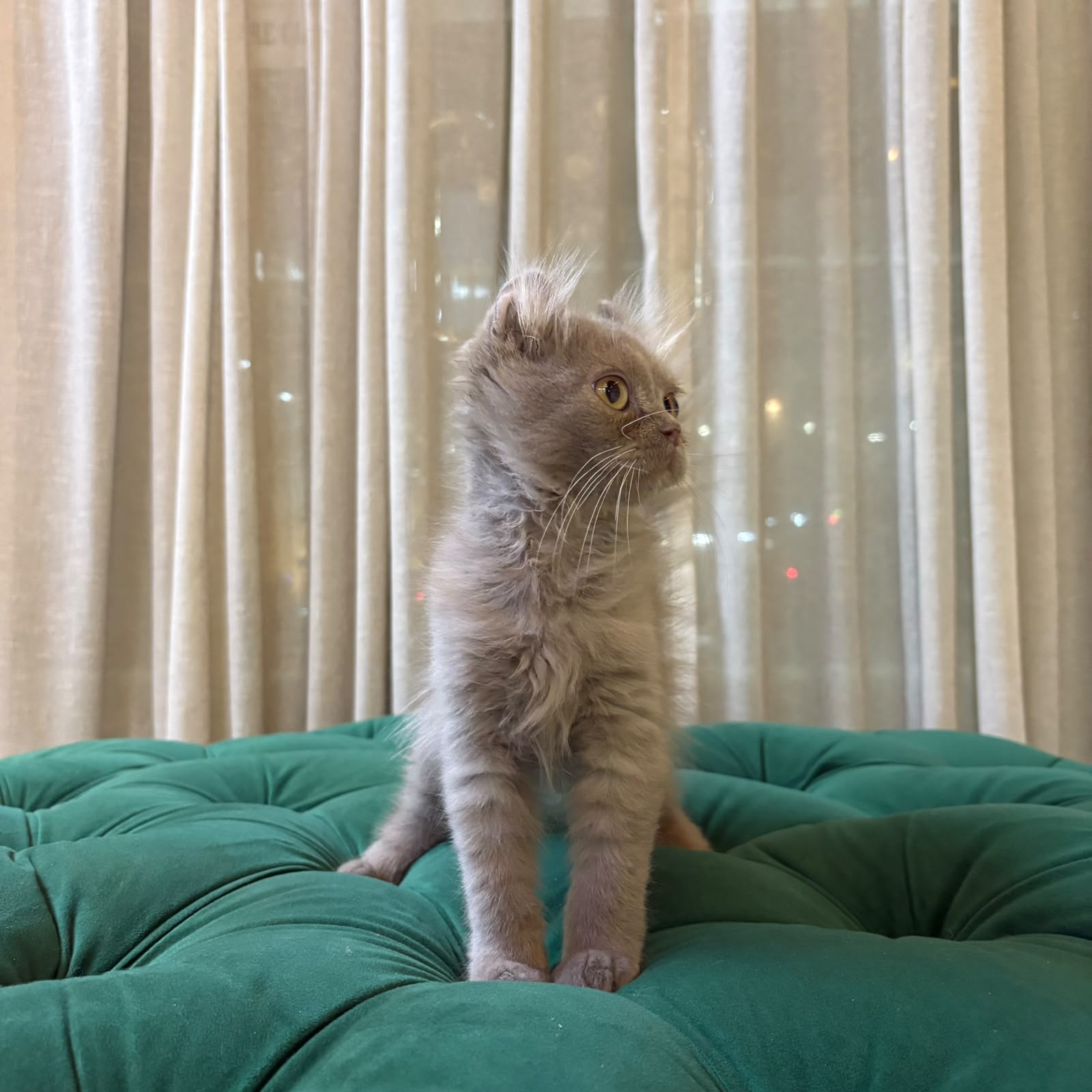 Virgo – Male American Curl - Image 2