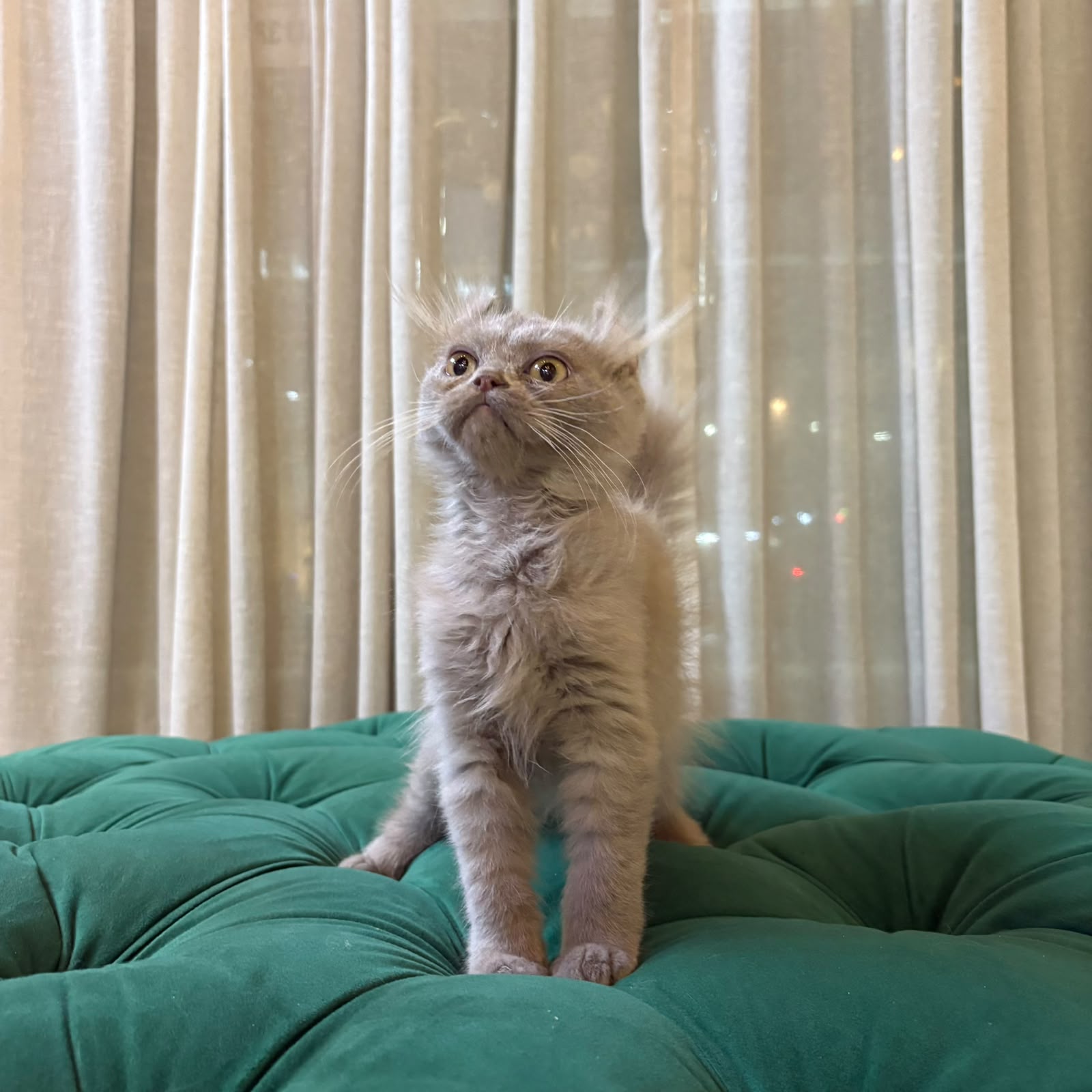 Virgo – Male American Curl - Image 3